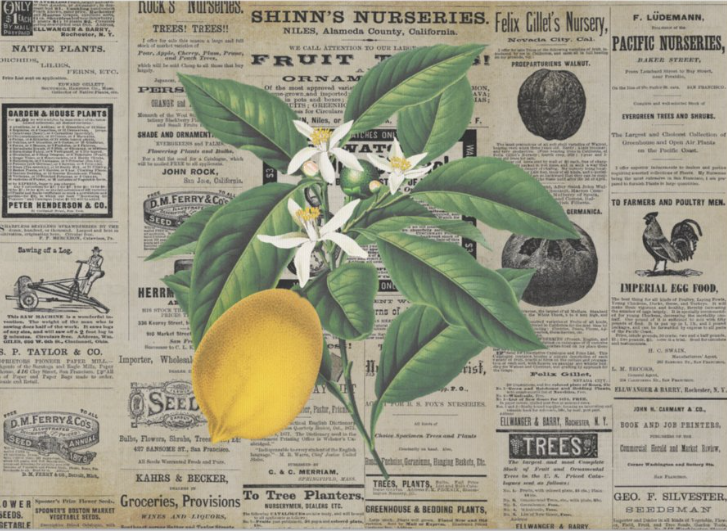 Vintage Lemons Ephemera - 10 x 14 Decoupage Tissue