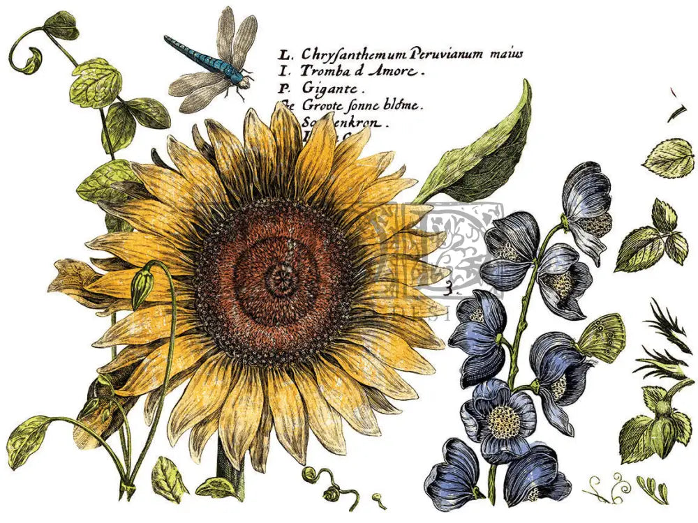 Botanist Journal -4 Sheet, 12x16 Pad IOD Decor Transfer™ 2018