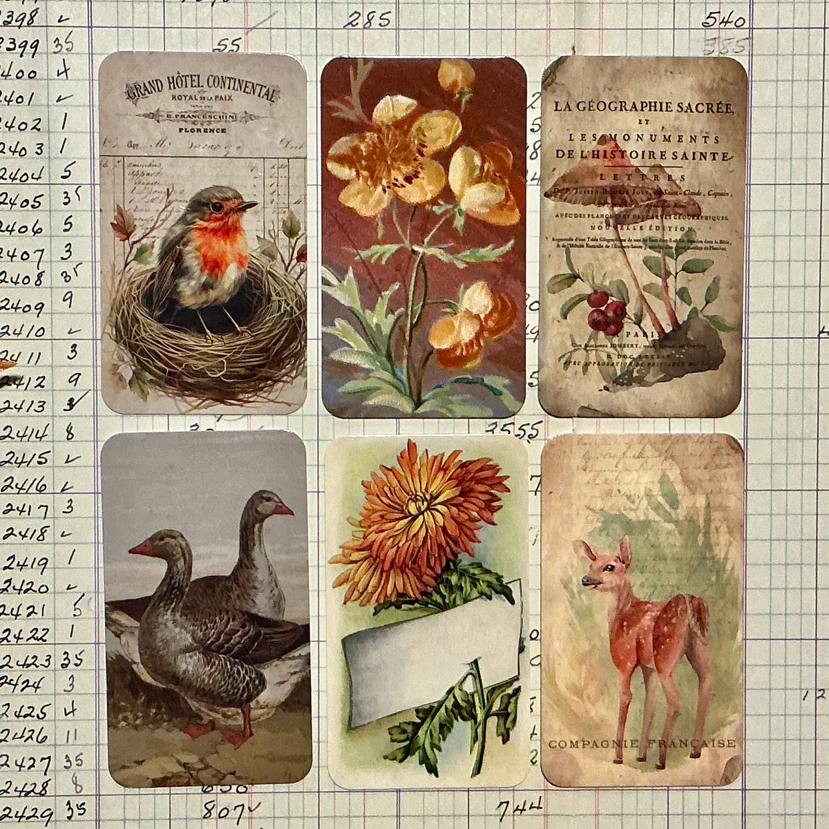 Mango Bird in Nest 6-Tag & Ribbon Set
