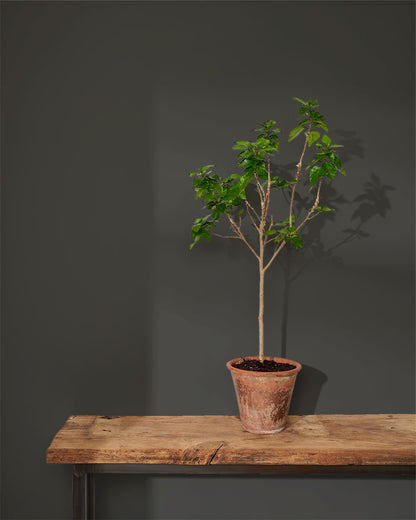 Graphite - Wall Paint by Annie Sloan