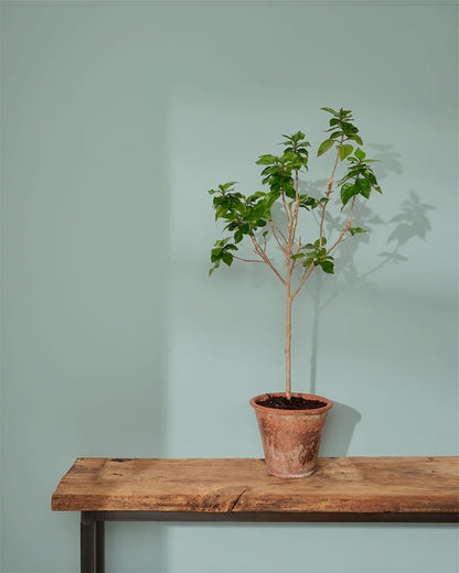 Upstate Blue - Wall Paint by Annie Sloan