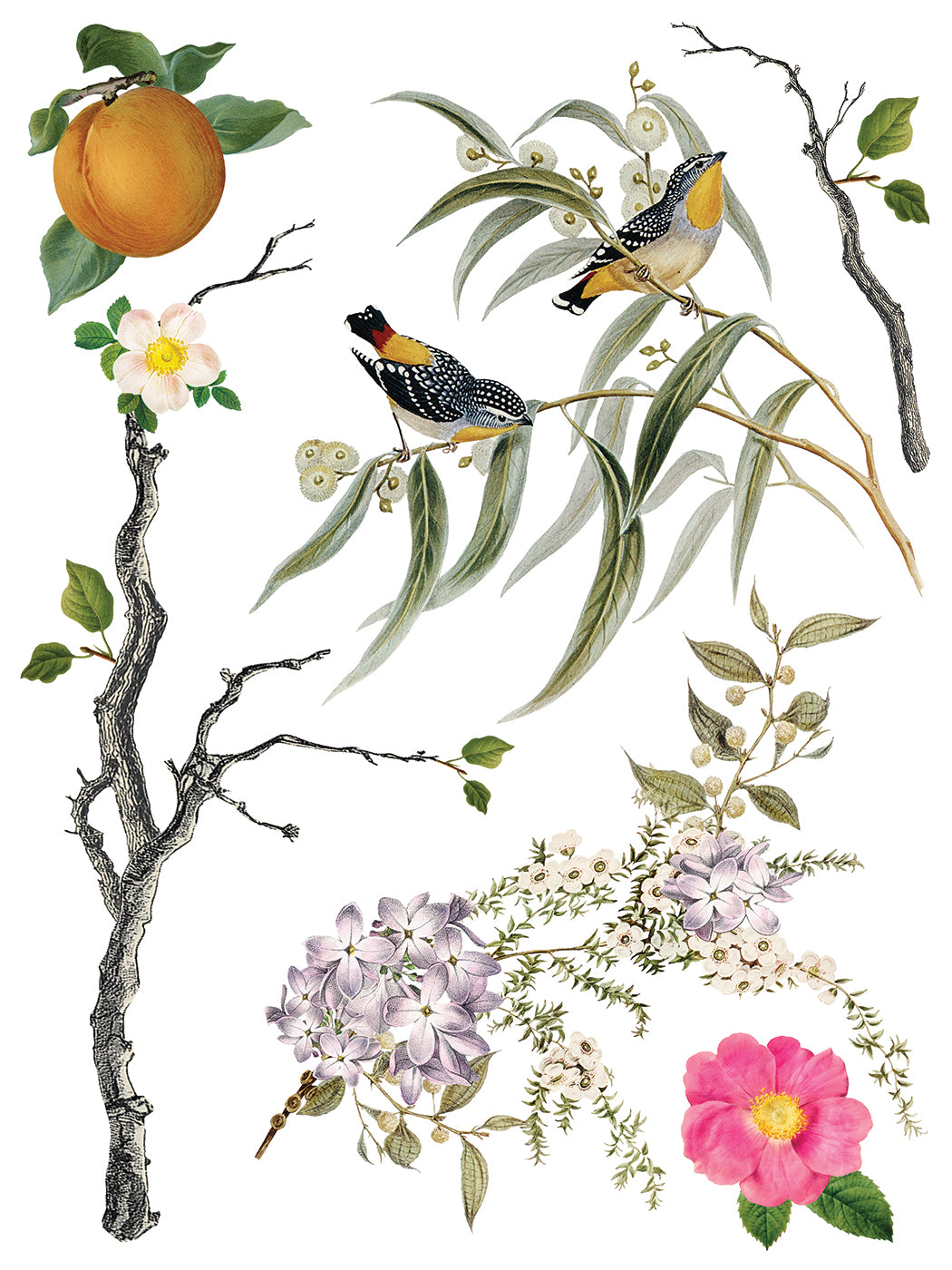 Menagerie - 8 Sheet, 12x16 Pad IOD Decor Transfer™