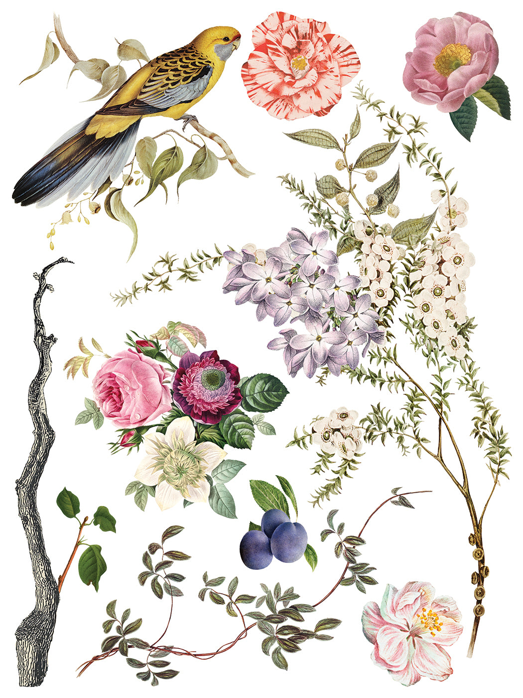 Menagerie - 8 Sheet, 12x16 Pad IOD Decor Transfer™