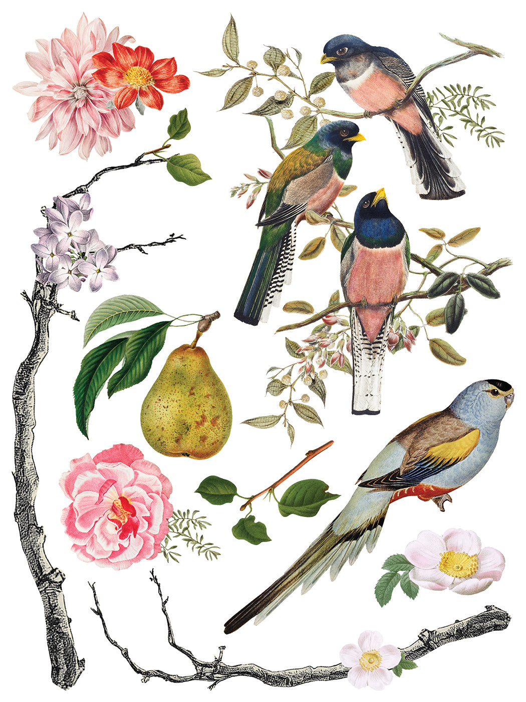 Menagerie - 8 Sheet, 12x16 Pad IOD Decor Transfer™