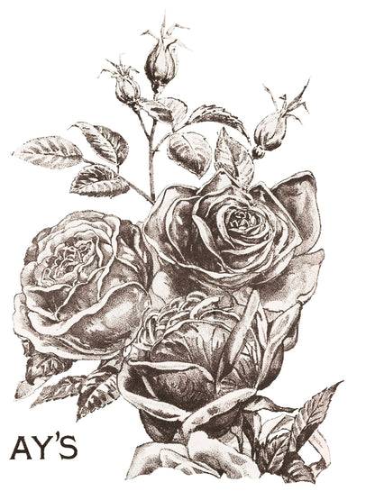 May's Roses - 4 Sheet, 12x16 Pad Retired IOD Decor Transfer