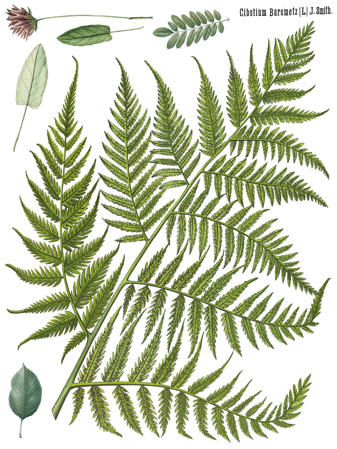 Fronds Botanical - 4 Sheet, 12x16 Pad IOD Decor Transfer™