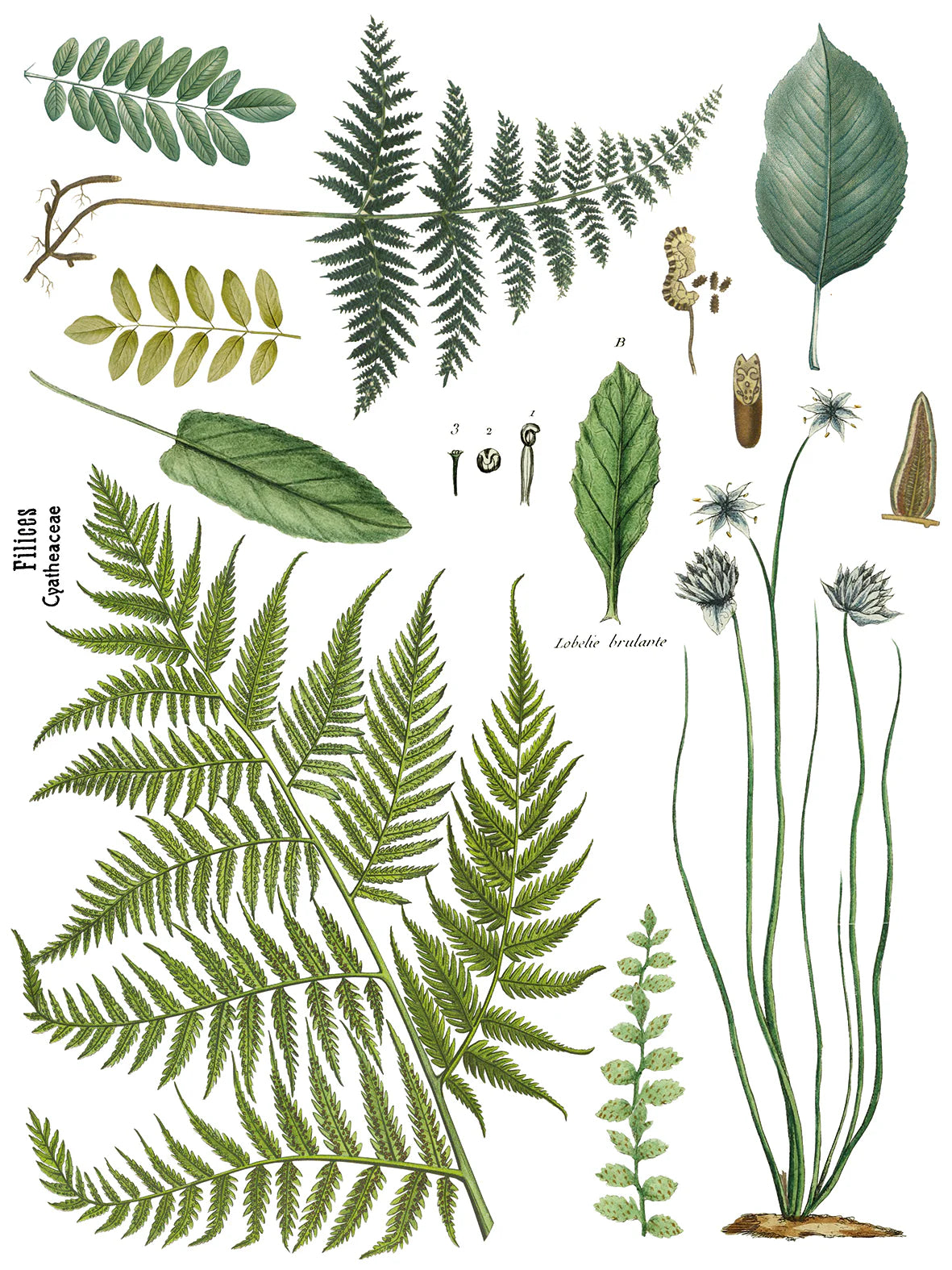 Fronds Botanical - 4 Sheet, 12x16 Pad IOD Decor Transfer™