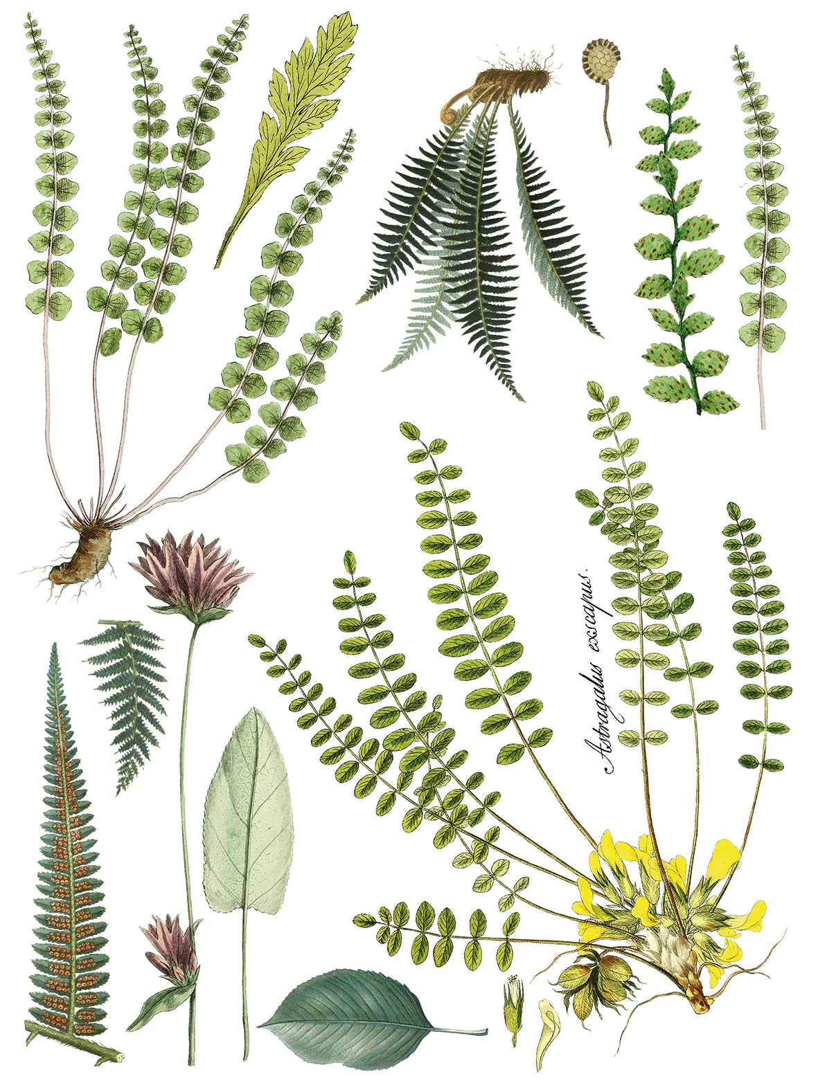 Fronds Botanical - 4 Sheet, 12x16 Pad IOD Decor Transfer™