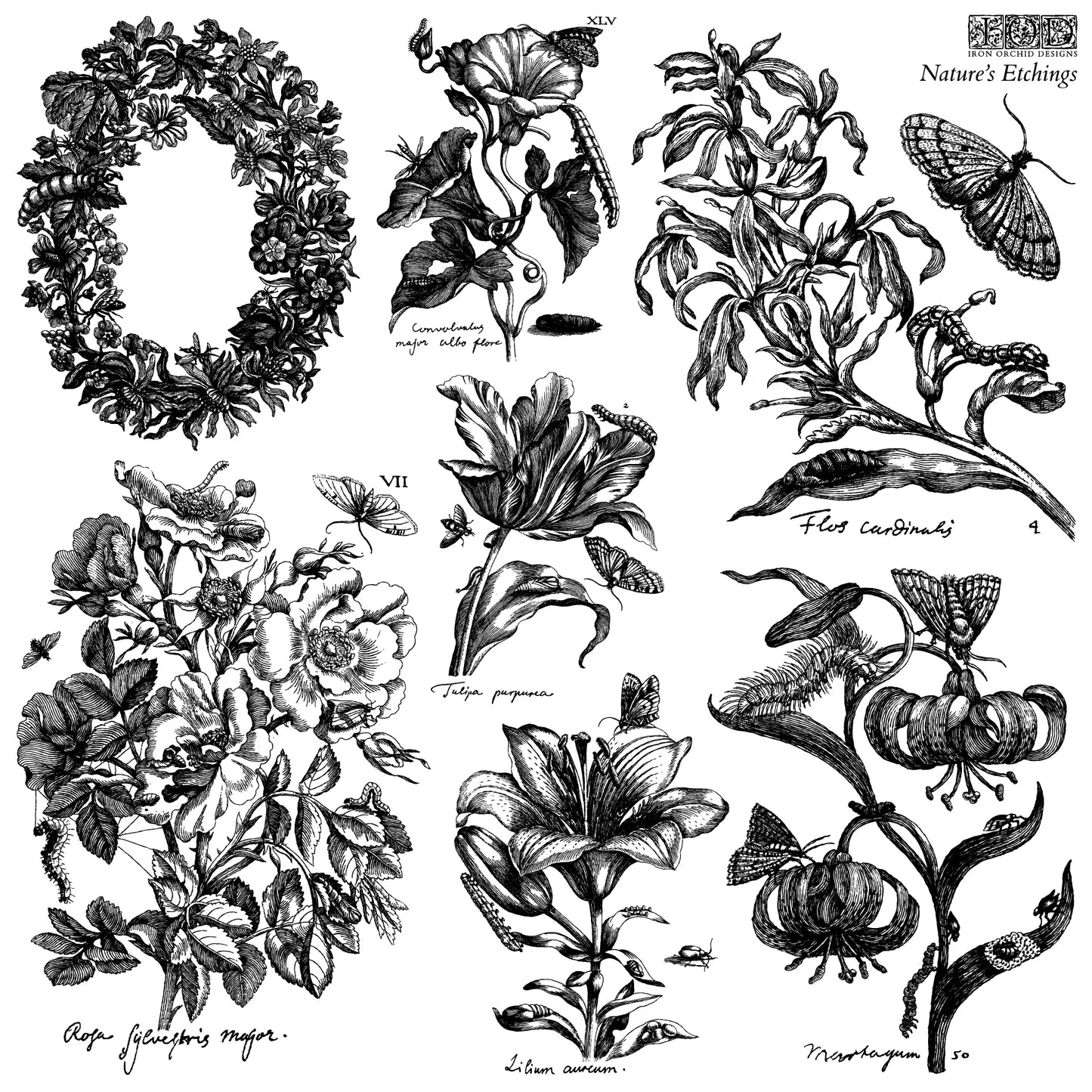 Nature's Etchings 2-Sheet Set - IOD Decor Stamp