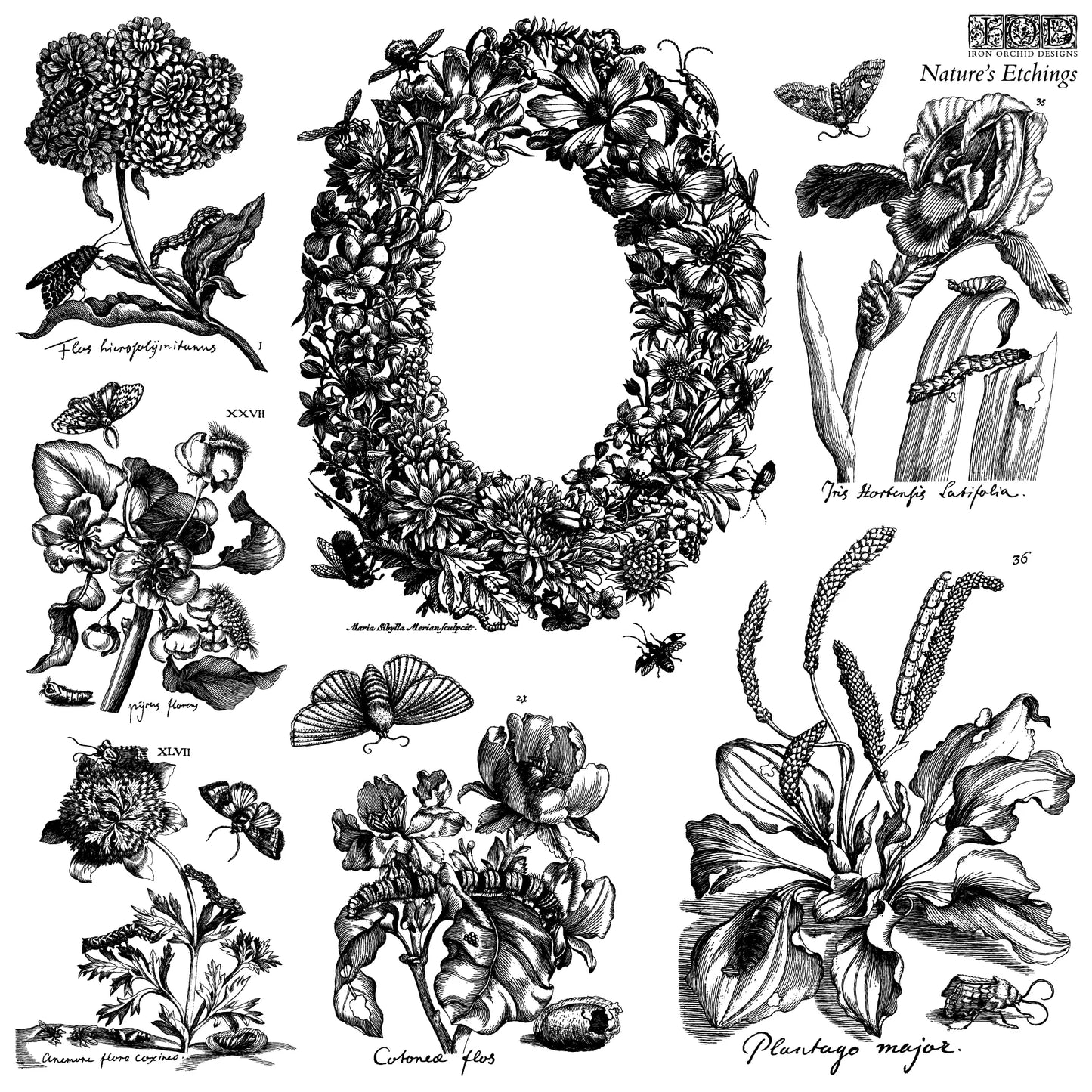 Nature's Etchings 2-Sheet Set - IOD Decor Stamp