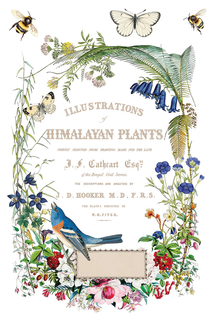 Flora Greca - 8 Sheet, 8x12 Pad IOD Decor Transfer™ 2026