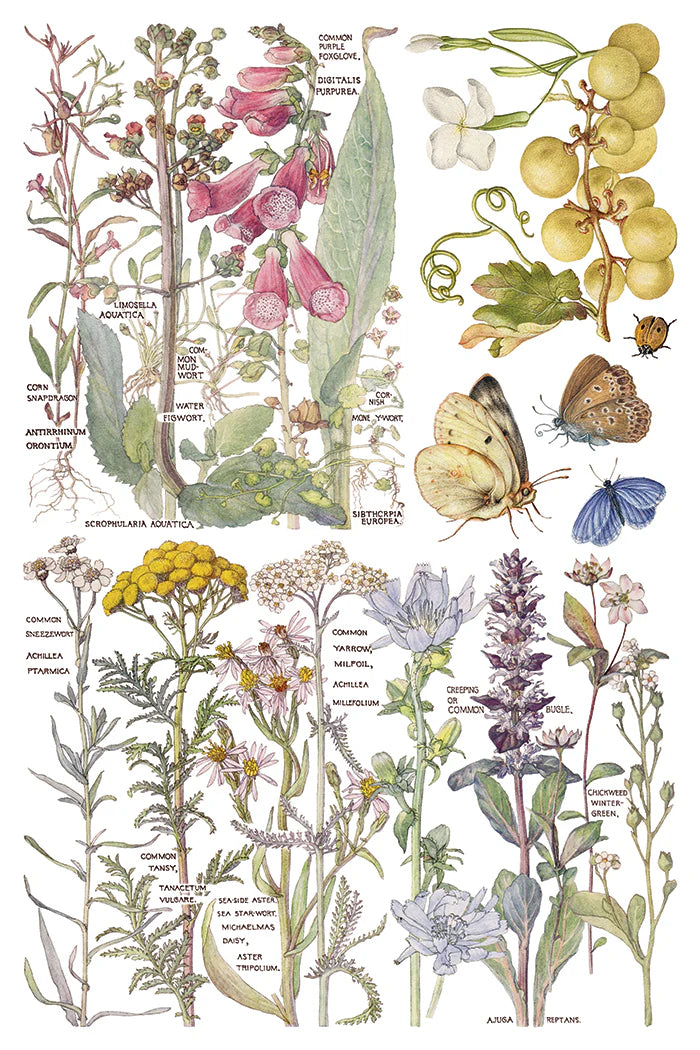 Primrose Isle - 8 Sheet, 8x12 Pad IOD Decor Transfer™ 2026