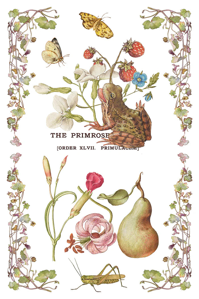 Primrose Isle - 8 Sheet, 8x12 Pad IOD Decor Transfer™ 2026