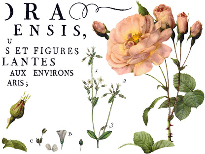 Flora Parisiensis - 4 Sheet, 12x16 Pad IOD Decor Transfer™ 2018