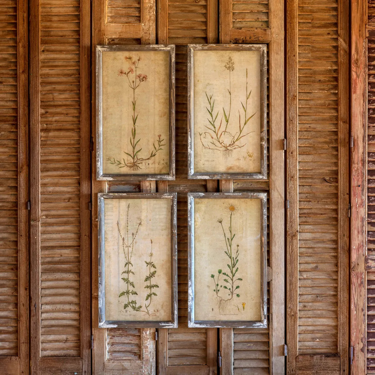 Field Flowers Botanical Prints Set of 4 - (𝐏𝐢𝐜𝐤-𝐔𝐩 𝐎𝐧𝐥𝐲)