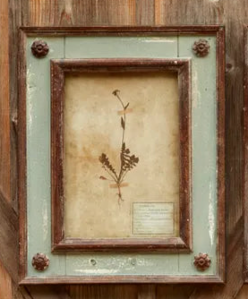 Framed Botanical Print - Patina Distressed Frame - (𝐏𝐢𝐜𝐤-𝐔𝐩 𝐎𝐧𝐥𝐲)