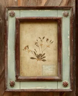 Framed Botanical Print - Patina Distressed Frame - (𝐏𝐢𝐜𝐤-𝐔𝐩 𝐎𝐧𝐥𝐲)