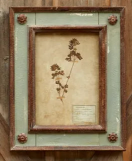 Framed Botanical Print - Patina Distressed Frame - (𝐏𝐢𝐜𝐤-𝐔𝐩 𝐎𝐧𝐥𝐲)