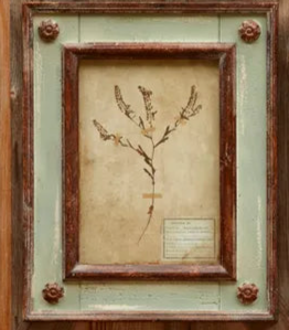 Framed Botanical Print - Patina Distressed Frame - (𝐏𝐢𝐜𝐤-𝐔𝐩 𝐎𝐧𝐥𝐲)