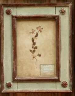 Framed Botanical Print - Patina Distressed Frame - (𝐏𝐢𝐜𝐤-𝐔𝐩 𝐎𝐧𝐥𝐲)