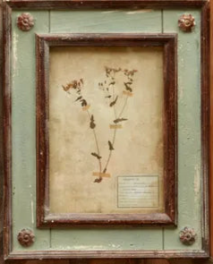 Framed Botanical Print - Patina Distressed Frame - (𝐏𝐢𝐜𝐤-𝐔𝐩 𝐎𝐧𝐥𝐲)