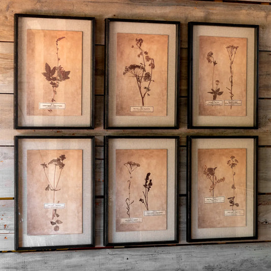 Pressed Botanical Prints - Set of 6