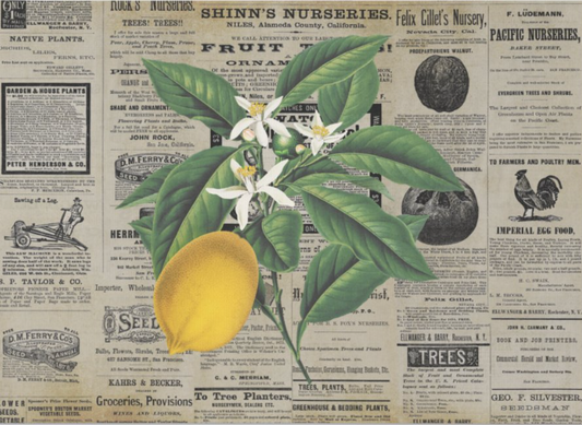 Vintage Lemons Ephemera - 10 x 14 Decoupage Tissue