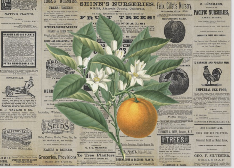 Vintage Oranges Ephemera - 10 x 14 Decoupage Tissue