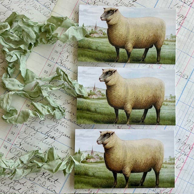 Sheep 3pk Tag & Ribbon Set