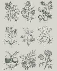 Botanical Drawings  27.6"x 18.9" - Decoupage Paper by Annie Sloan®