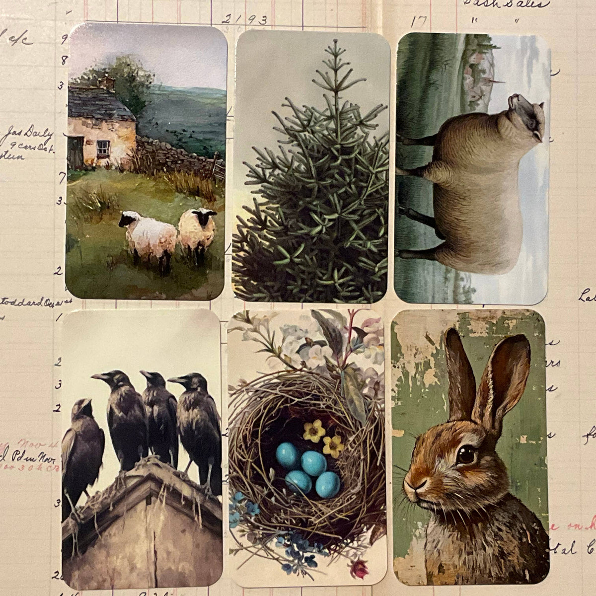 Eucalyptus Sheep 6-Tag & Ribbon Set