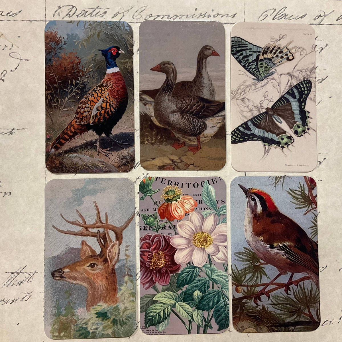 Smoke Pheasant 6-Tag & Ribbon Set