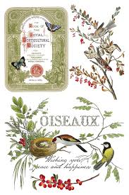 Winter Botanist - 8 Sheet, 8x12 Pad IOD Decor Transfer™