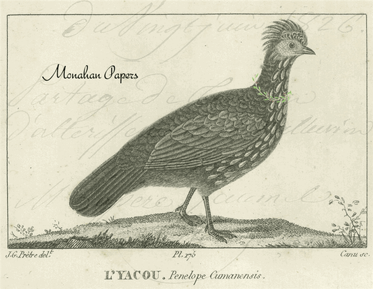L'yacou Pheasant 13"x19"~ Monahan Papers