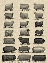 Sheep to Pig 13"x19"~ Monahan Papers